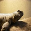 uromastyx